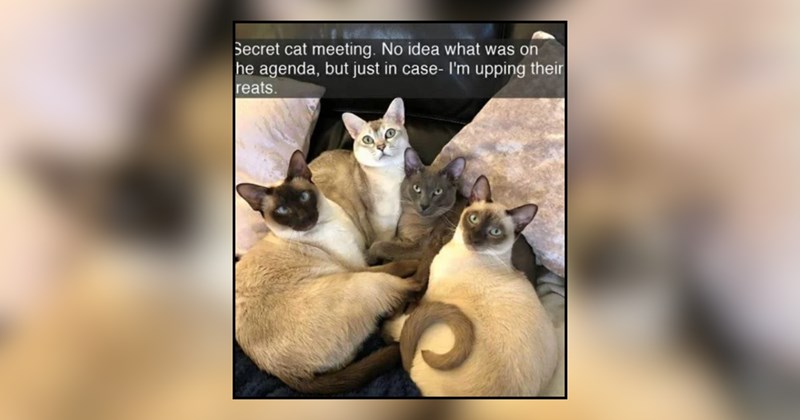 24 cat memes | thumbnail includes one meme and one picture of text including 'Secret cat meeting. No idea what was on the agenda, but just in case- I'm upping their treats.' 