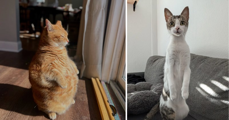 26 cat pictures | thumbnail includes two pictures of cats 