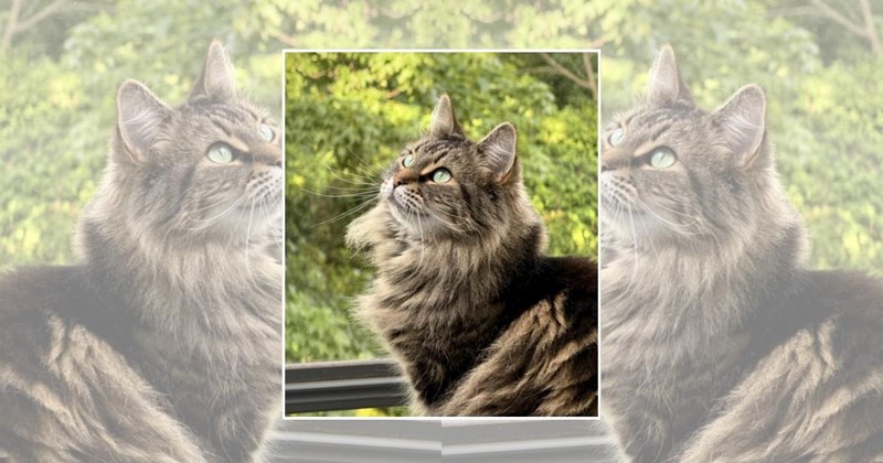 wholesome cats adorable cats cat pictures cute cats funny cats Cats Cats - 46216453