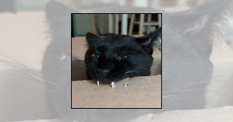 Cats feline vampires vampire cats adorable cats dracula cats sharp cat teeth cat pictures cute cats cat teeth funny cats cat lovers teef - 46216965