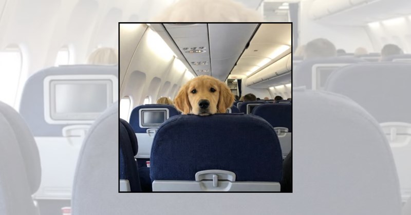 Doggos wholesome dog vacation dogs airport pets pet travel travel dogs funny dogs airport dogs traveling dogs flying with dogs cute dogs dog pictures - 46217221