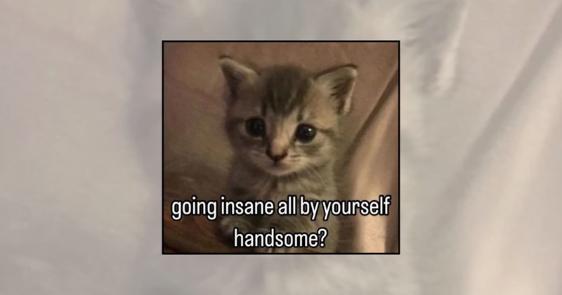 Cats funny cat memes pickup lines flirty cat memes cute pickup lines crush memes love memes cat puns funny cats wholesome cat memes romantic cat memes cat memes - 46220549