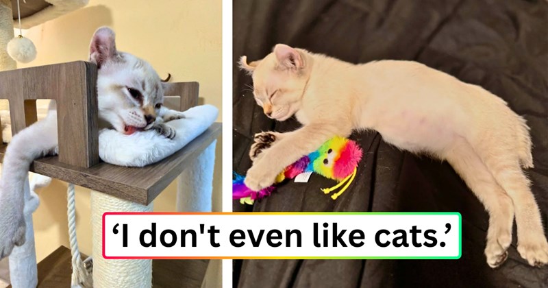 26 text pictures, 4 cat pictures | thumbnail includes two pictures of a cat, and ‘I don't even like cats.’