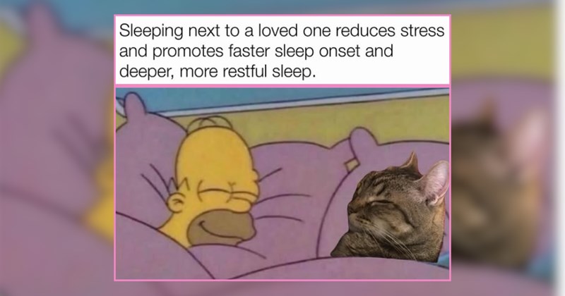 A Sweet Sunday Serving of Cat Memes to Start the Week on the Right Paw
