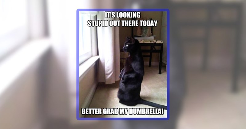 31 cat memes | thumbnail includes one meme inlcuding 'IT'S LOOKING STUPID OUT THERE TODAY BETTER GRAB MY DUMBRELLA!'
