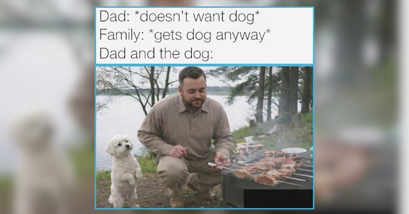 25 Downright Delightful Dog Memes For Dog Dads Indulging in Wholesomeness (July 26, 2026)