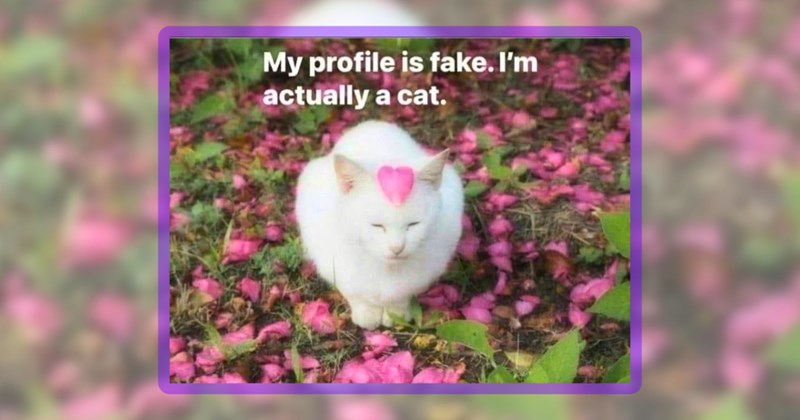 26 cat memes | thumbnail includes one meme including 'My profile is fake. I'm actually a cat.'