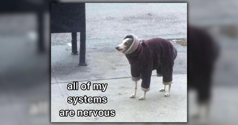 hilarious life relatable memes random memes real life relatable funny memes Memes twitter memes hilarious memes ridiculous goofy silly funny Funny Memes - 46226693