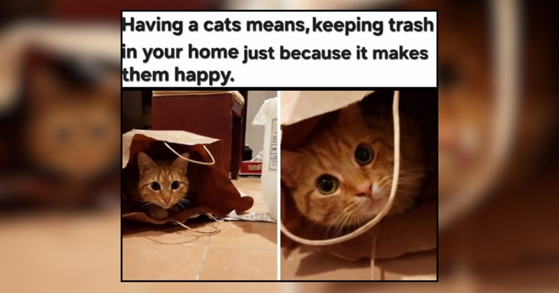 A Heartwarming Delivery of 23 Smiling Cats This Meowvelous Monday