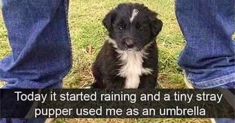29 Heartwarming Dog Memes Heat Up Your Soul When AC’s too Cold | thumbnail includes one image which shows a black and white puppy sitting on grass in between the legs of a person wearing jeans ‘Today it started raining and a tiny stray pupper used me as an umbrella’