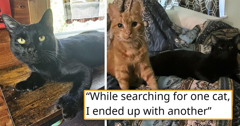 story about a woman trying to find her lost cat, adopting another kitten instead, and finding her lost cat at home | thumbnail includes a picture of a black cat with extra thumbs and a picture of a ginger cat and black kitten next to one another 'While searching for one cat, I ended up with another'