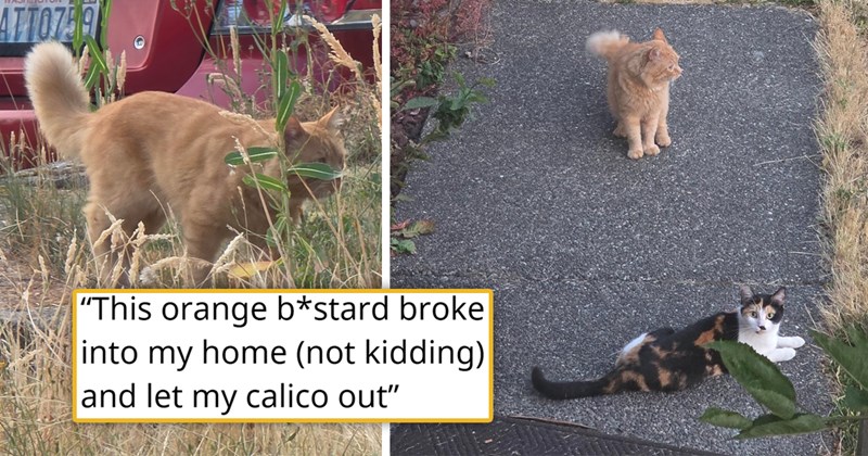 story about an orange cat breaking into a house and letting the housecat out | thumbnail includes one picture of an orange cat and one image of an orange cat and calico outside 'This orange b*stard broke into my home (not kidding) and let my calico out'