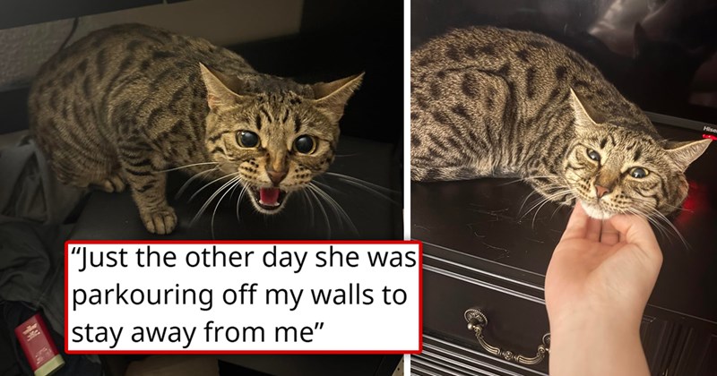 story about an aggressive cat showing their true cuddly colors | thumbnail includes two pictures of a scared and hissing cat 'Just the other day she was parkouring off my walls to stay away from me'