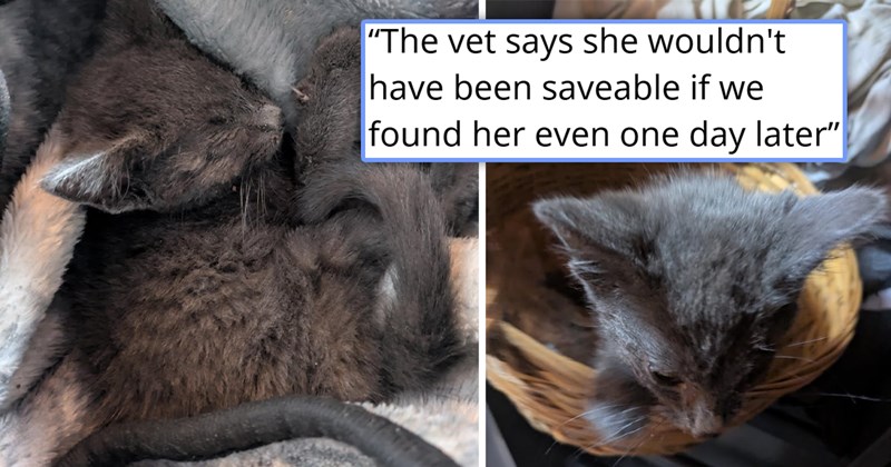 story about a person who lost their cat finding a badly sick kitten and helping her survive | thumbnail includes two pictures of a sick gray kitten 'The vet says she wouldn't have been saveable if we found her even one day later'