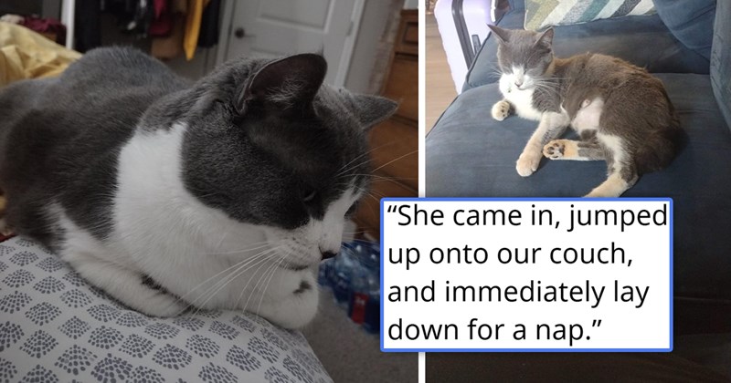 story about a woman finding a cat while going to pick up her wedding dress and adopting it two days before her wedding | thumbnail includes two pictures of a cute white and gray cat 'She came in, jumped up onto our couch, and immediately lay down for a nap'