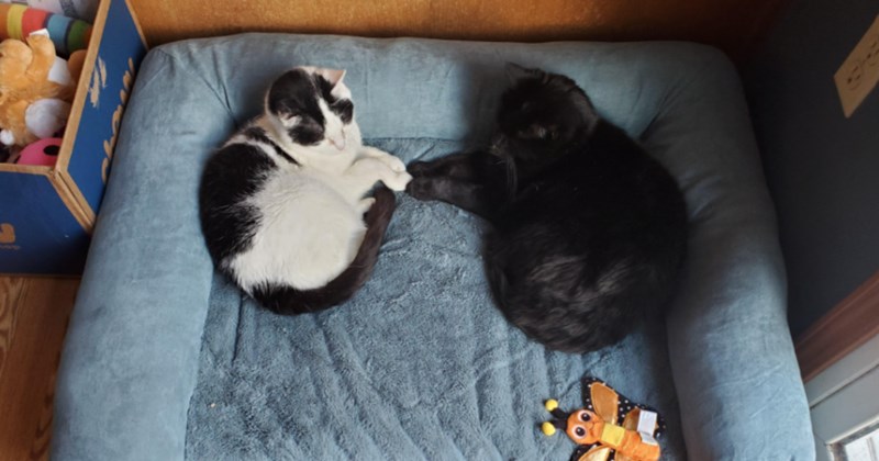 Standoffish void cat finally gets adopted after three years at shelter when 13-year-old girl's birthday present turns from one cat to two, saving more lives than she expected to that day