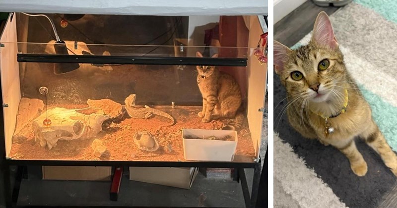 wholesome hoomans adoption heartwarming cat adoption friends cute cats bearded dragon sweet cat rescue Cat distribution system Cats animals rescue Cats - 46231813