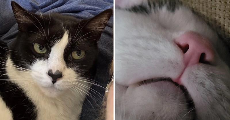 25 pictures of cats | thumbnail includes two pictures of cats 