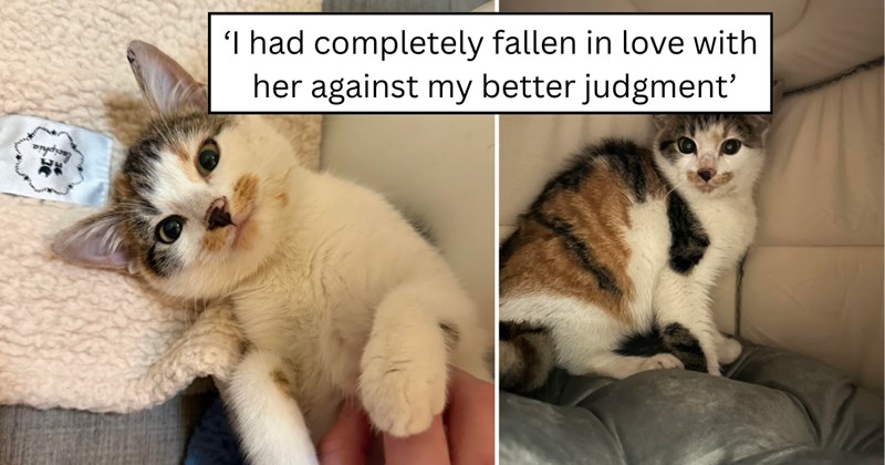 57 pictures of cats and text | thumbnail includes two pictures of a cat and one picture of text including '‘I had completely fallen in love with her against my better judgment’' 