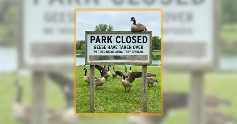 25 goose memes | thumbnail includes one meme including 'PARK CLOSED GEESE HAVE TAKEN OVER WE TRIED NEGOTIATING. THEY REFUSED.'