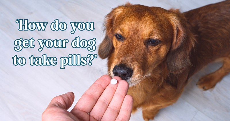 22 text pictures, 5 dog pictures | thumbnail includes one picture of a dog, and ‘How do you get your dog to take pills?’