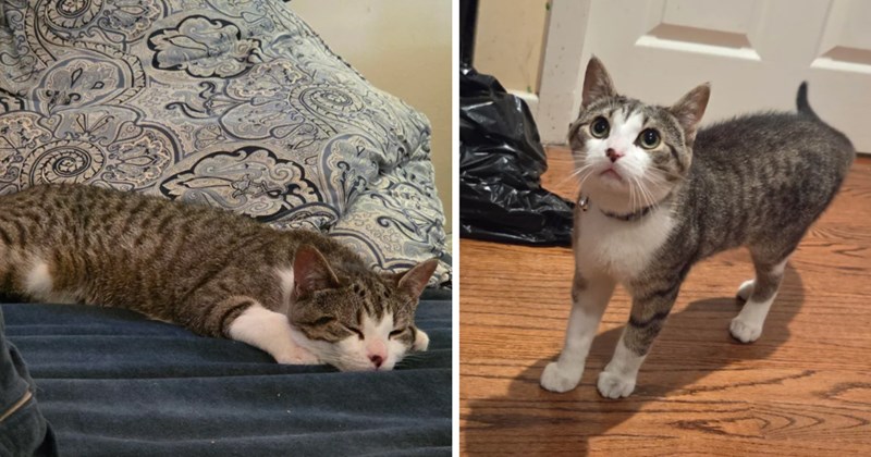 From feral Larry to good housecat brother, three sisters cats teach a teenage stray about love, respect, and boundaries: 'He's come a long way'
