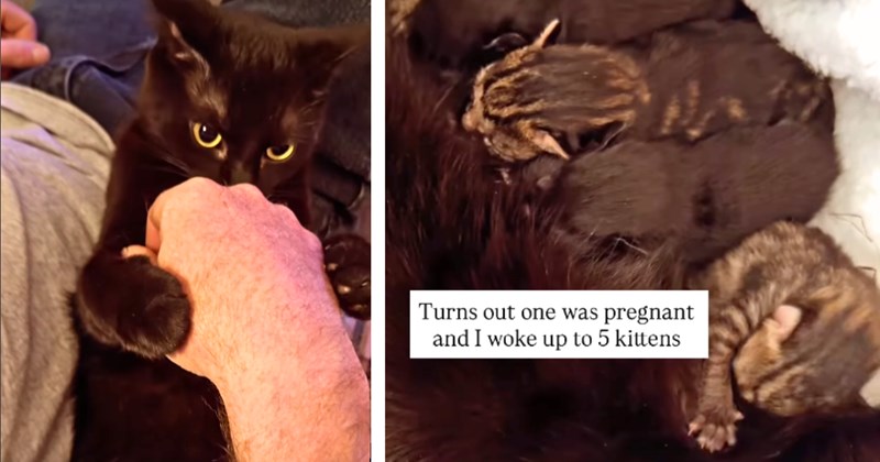 5 cat and text pictures, 5 cat and man and text pictures, 3 cat and man pictures, 9 text pictures | thumbnail includes one picture of a man and a cat, and one picture of kittens and text including 'Turns out one was pregnant and I woke up to 5 kittens'
