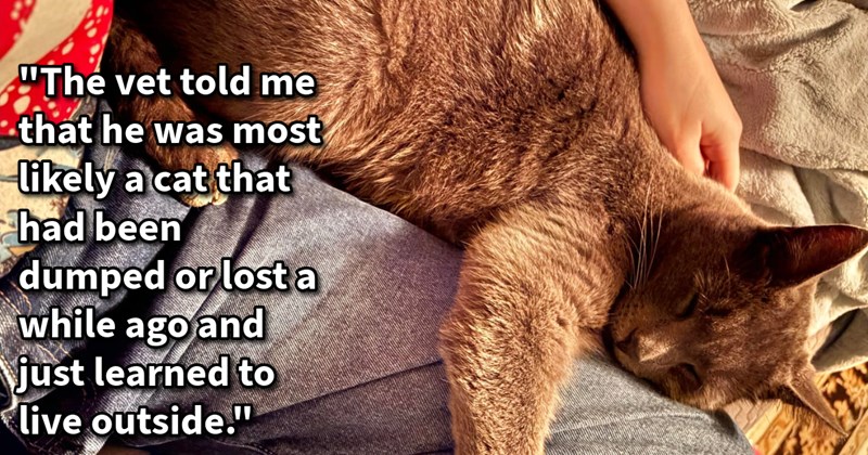 Sweet stray cat who walked hooman’s home, climbed into bed won over his pawrents to be cuddles biscuits, tries bring home friend: ‘Bugs is still too shy to come in so I’ve just been leaving out food and water for him.’ | thumbnail includes one image which shows a gray cat cuddling the leg of a person while being petted on couch ‘“The vet told me that he was most likely a cat that had been dumped or lost a while ago and just learned to live outside.”’