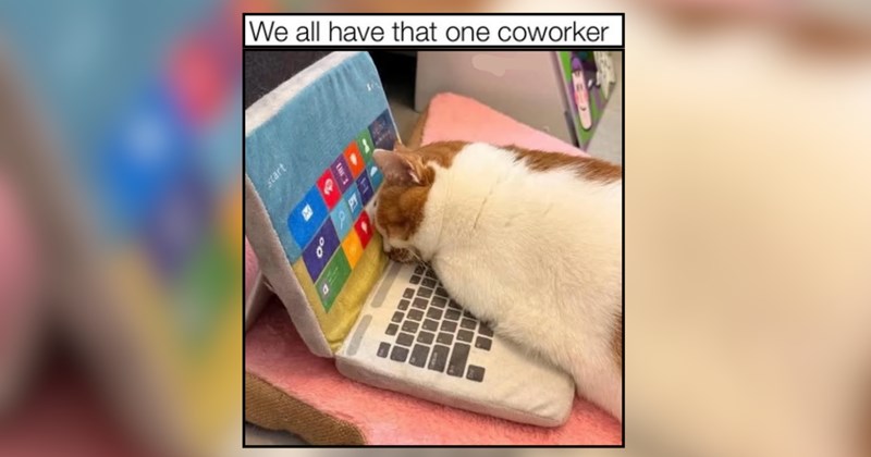 24 Sleepy Sweetheart Cats for a Soft and Snuggly Wind-Down
