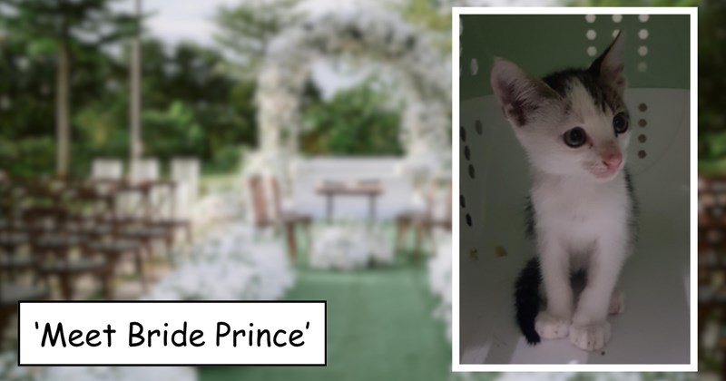 Wedding crasher sees lone kitten wandering around, he promises to find him a home by the end of the night not knowing it was his own: 'The plan failed, and now I have another kitten'