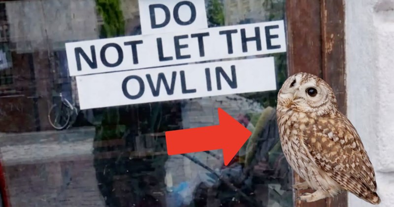 29 Heartwarming Animal Memes Warm Your Soul When Frozen from AC (August 4, 2026) | thumbnail includes one image which shows an owl sitting outside a shop door ‘DO NOT LET THE OWL IN’