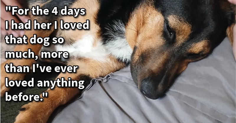 Stray starving dog saved student who hoped animal shelter would find dog’s pawrents, but immediately regretted surrendering bonded pup submitted adoption papers: ‘love her so much, she changed my life in many ways such short time.’ | thumbnail includes one image which shows a brown and black dog lying on side on bed being petted ‘“For the 4 days I had her I loved that dog so much, more than I’ve ever loved anything before.”’