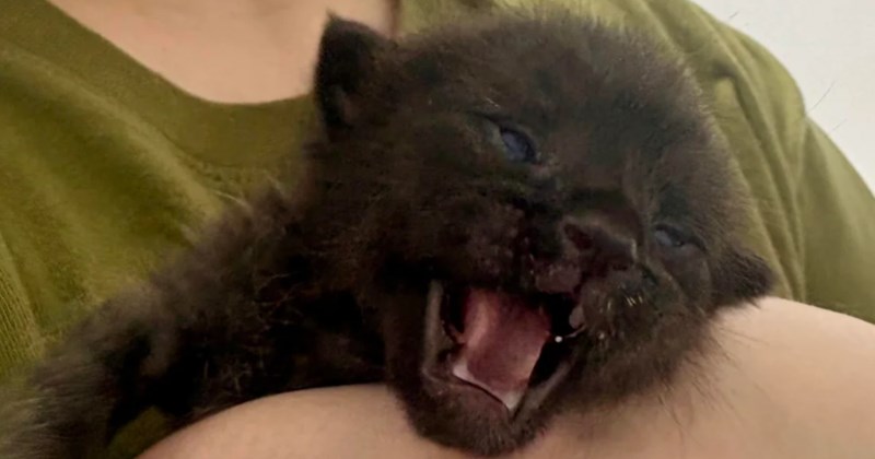 'I told myself I'd never have another cat unless the universe sent one': On the same day she was reminiscing about her soul cat, woman finds a tiny void kitten fighting for his life, she gives him the miracle he needed