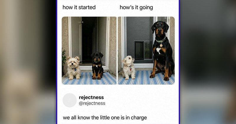 funny and wholesome animal memes | thumbnail includes one meme of two puppies sitting next to one another and then a small dog sitting next to a large dog 'how it started how's it going rejectness @rejectness we all know the little one is in charge'