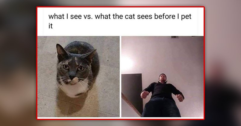 funny and wholesome cat memes | thumbnail includes one meme of a cat looking up and a human looking down 'what I see vs. what the cat sees before I pet it'