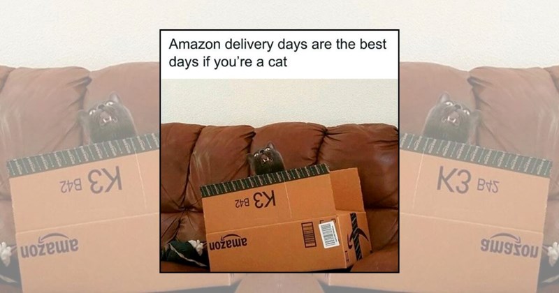 wholesome cats adorable cats cat pictures cute cats funny cats Cats Cats - 46242821