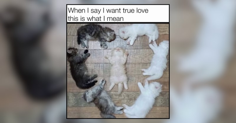 25 Itty-Bitty Kitties Bringing Big-Time Happiness
