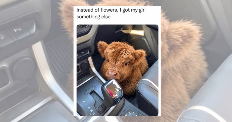 moo point cow moo funny memes funny cows Memes cute cows cow memes cow's opinion funny cow memes cows Animals - 46245893