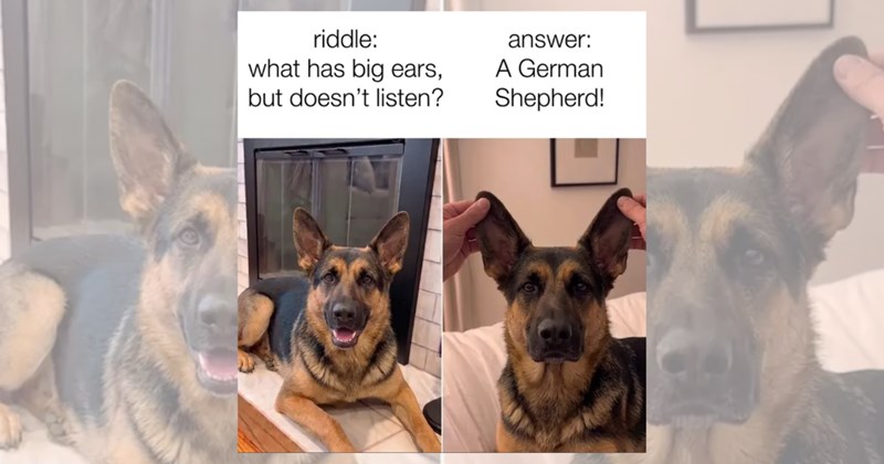 cute dog memes cute dogs cute doggos dog memes funny dog memes funny doggos Memes doggos funny dogs german shepherd memes german shepherds Animals - 46246405