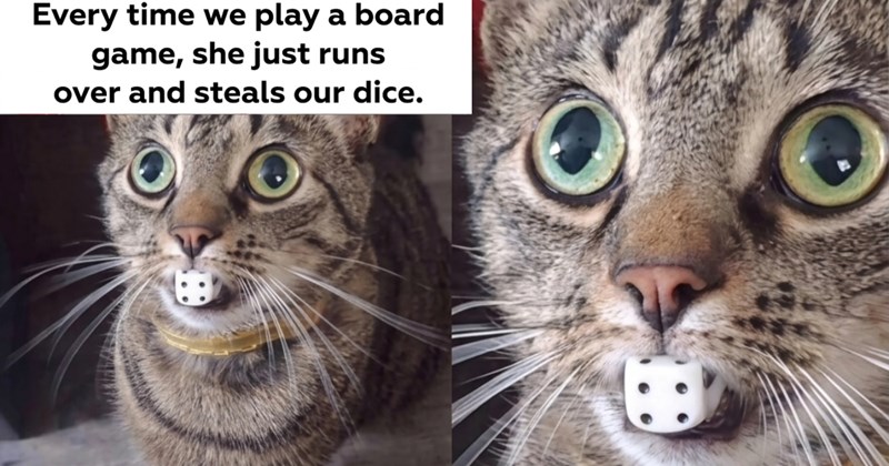 27 Funny Cat Memes Reset Your Bored Brain When It’s Gotten Stuck | thumbnail includes one image which shows a cat wide eyed stuck with a dice in its mouth ‘Every time we play a board game, she just runs over and steals our dice.’