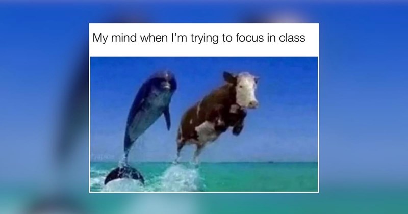funny random memes goofy memes silly memes Funny Memes - 46254853