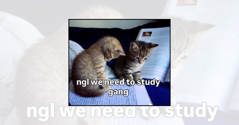 homework wholesome cats students cat pictures studious cats study motivation cute cats college life books funny cats wholesome cat memes study life cat memes Cats - 46258437