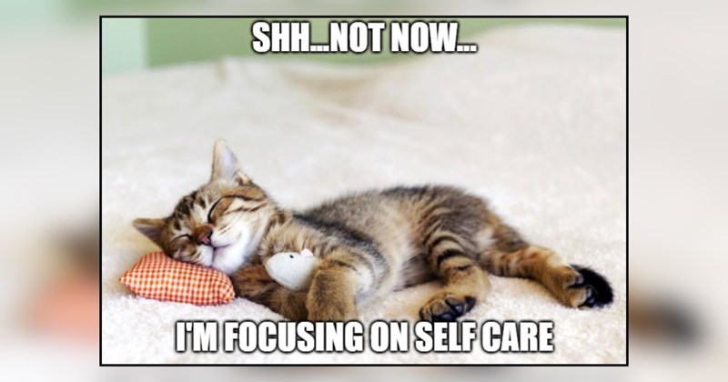 28 cat memes | thumbnail includes one meme and one picture of text including 'SHH...NOT NOW... I'M FOCUSING ON SELF CARE' 