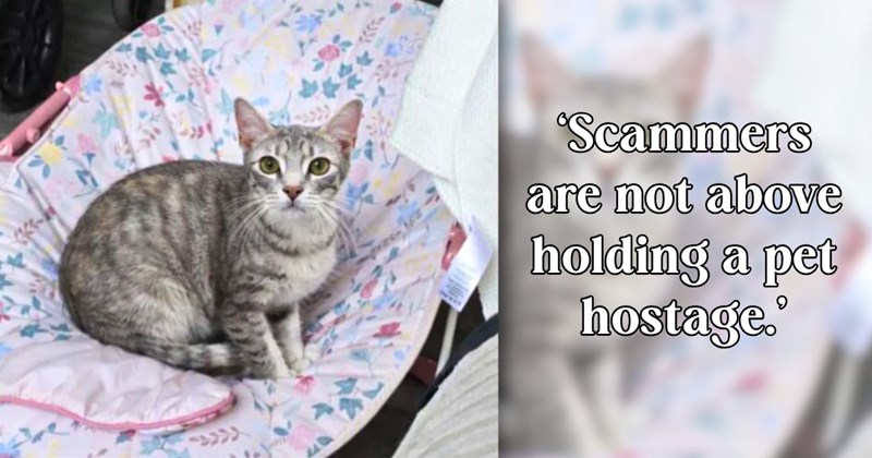 21 text pictures, 2 cat pictures | thumbnail includes one picture of a cat, and ‘Scammers are not above holding a pet hostage.’
