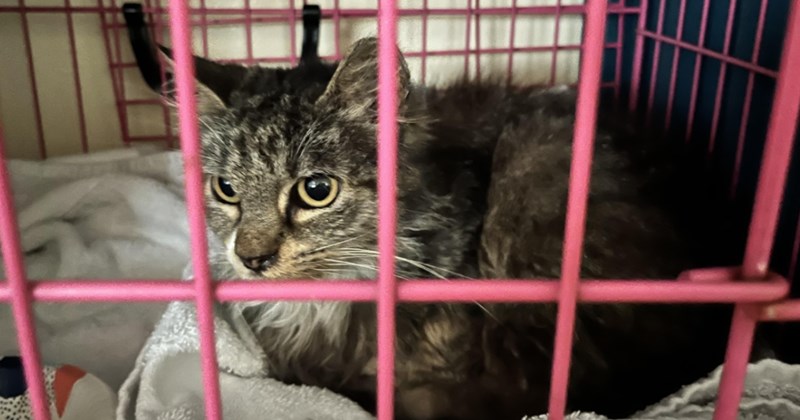 'My dad is not a cat person. But he won't leave anyone behind': Loving father and self-proclaimed "not a cat person" saves weak kitten from the side of the road while walking the dog, internet commends him a hero