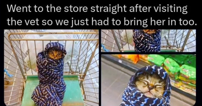 27 Cute N Cozy Cat Memes Curl Up Next To When Weight World Becomes too Much | thumbnail includes one image which shows an orange cat wrapped in a blue blanket in a shopping cart ‘Went to the store straight after visiting the vet so we just had to bring her in too.’