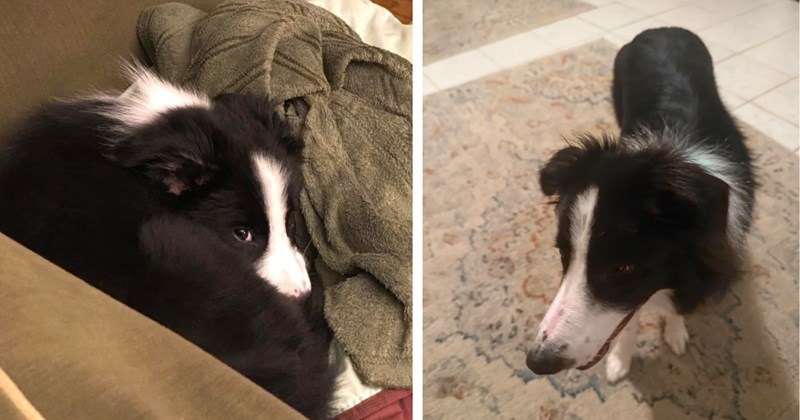 Rusty pet pawrents worry they're teaching their 1-year-old Border Collie bad habits when her energy knows no bounds, they all learn that growing up looks differently for every pup