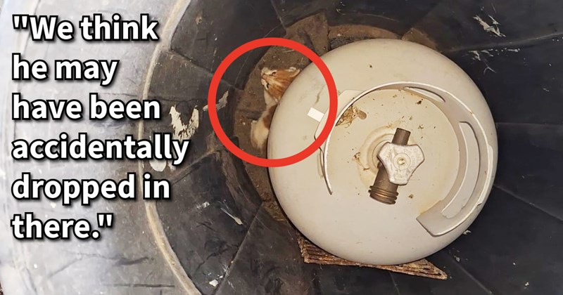 Tiny kitten found hiding under propane tank garbage saved by passing cat lovers who got injured feline patched up found it loving furever home with family: ‘ cannot express how thankful we decided to go outside when we did.’ | thumbnail includes one image which shows a small orange kitten under a propane tank in a garbage can red circle around kitten ‘“We think he may have been accidentally dropped in there.”’