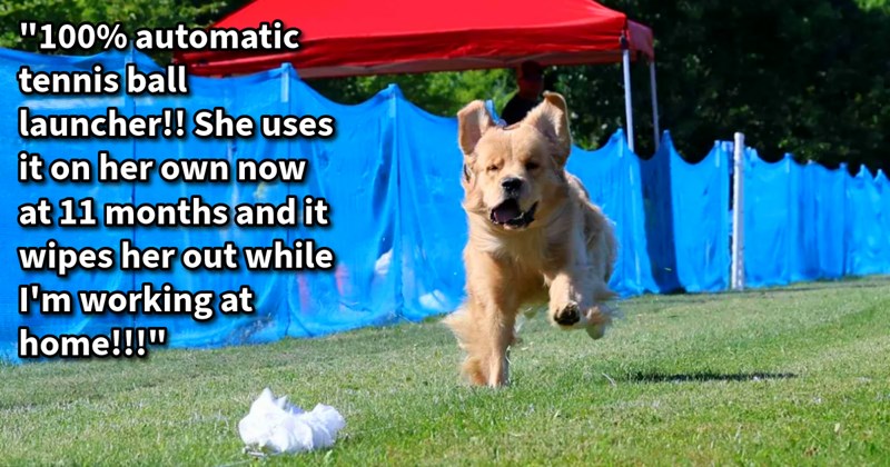 16 Technological Pupgrades Pawrents Made Improve Their Puppers’ Quality Life | thumbnail includes one image which shows a cream colored dog running after a piece of fluff on a string ‘“100% automatic tennis ball launcher!! She uses it on her own now at 11 months and it wipes her out while I’m working at home!!!”’