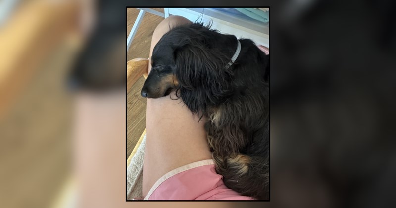 Woman's life is turned upside down by single motherhood and the heartbreaking loss of her other dog, but her tiny dachshund quietly steps up and becomes the emotional lifeline she didn't know she needed